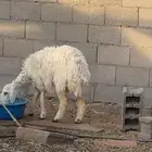 رخل حريه