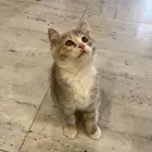 قط للبيع 300 ريال