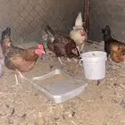 دجاج للبيع