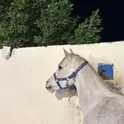 حصان شعبي للبيع