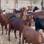 معزا دهم محايليه بفحلها