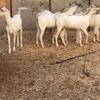 جفار بيشي برص وكحل