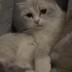 حي النسيم في جده