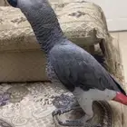 كاسكو اليف ومتكلم