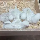 فروخ روز البينو( تم البيع )