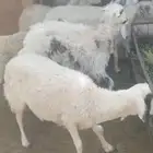 ضان العدد 14 الغنم دفيع