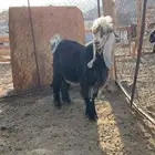 فحل عارضي صنف فاخر جذع