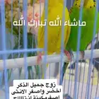 زوج بادجي جميل منتج