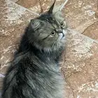 قطوه بيت لقيتها بالشارع