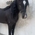حصان ادهم للبيع