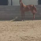 مطلوب سايس خيل
