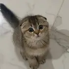 قطة أنثى سكوتش فولد بيور