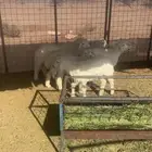 للبيع بهم تربيه