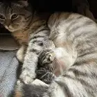 قط ذكر للتزاوج (سكوتش فولد) نوعية ممتازة Scottish Fold