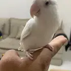 روز هدد داخلي البينو