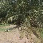 نخل سحايب