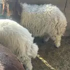 تيوس وجفار ومعهن حري ونعيمي وساكني