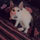 بسه للتبني