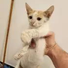 قطط للتبني بلدي منقذين