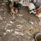 ادياك للبيع جمله