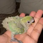 فروخ روز فرخ روز