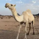ضروبة طيبه وضحا مبيوع ولدها ...
