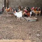 دجاج بلدي العدد 60
