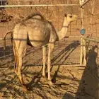 بكره فطيم صعبه