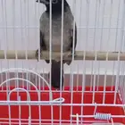 بلبل نغري او سوري