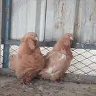 للبيع زوج كشكش خوارج