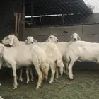 العدد 6ضان 5دفيع واحده متبع