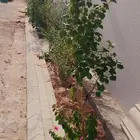 تشجير واجهات تشجير حدائق