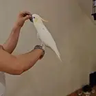 كوكاتو سيترون