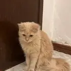 قطط للتبني