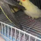 كروانات لاتينو عيون حمر اليفه ومفطومه