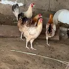 دجاج بلدي