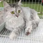 Cat for sale