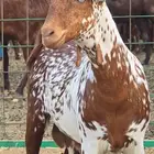 مشروع فحل أمرخ فاااخر