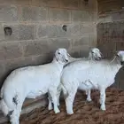 العبدالله للذبايح