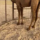 اربع بكار ثنتين صفر وثنتين شعل