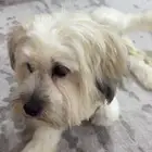 الخمرة