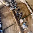 طبات الاغلب بيور مستويات طيبه