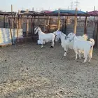 معزة طيبة وفا خرة صنف ما شاء الله