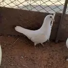 حمام ذكر فرنسي
