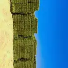 برسيم صافي