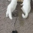 قطه شيرازية للبيع مع صغارها