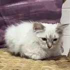 الجبيل البلد