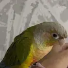 كنيور اناناس ذكر عمر سنه