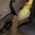 كروانات اليفه