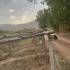 عنب وركايز عنب